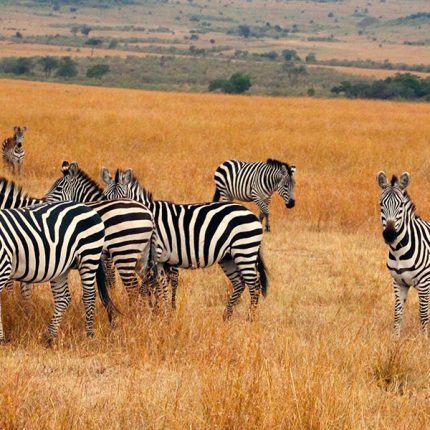 5 Days Serengeti National park