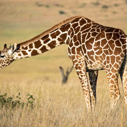 6 Days Primate Safari and Wildlife