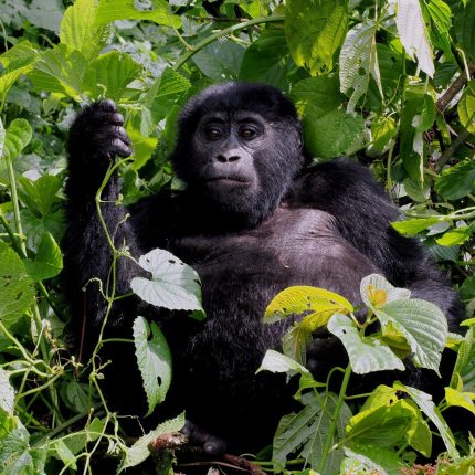 3-Day in Rwanda with Gorilla Trekking