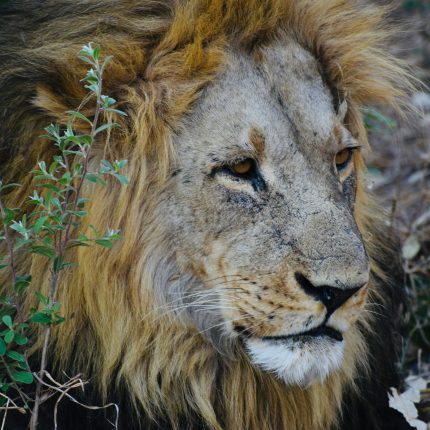 10- Day Uganda Rwanda Safari