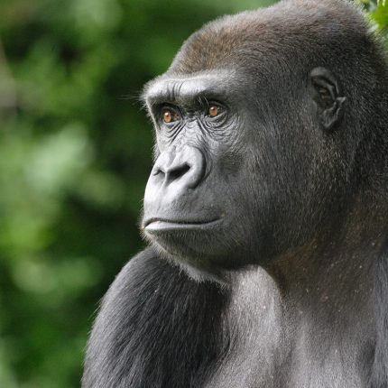 6 Days Kigali-Uganda adventure Safari