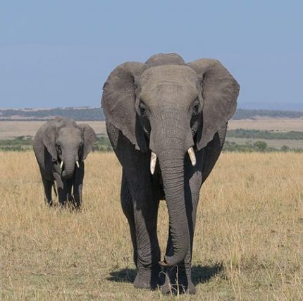 4-Day trip to Nairobi and Lake Nakuru National Park