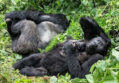 5 Day Gorilla trekking and Queen