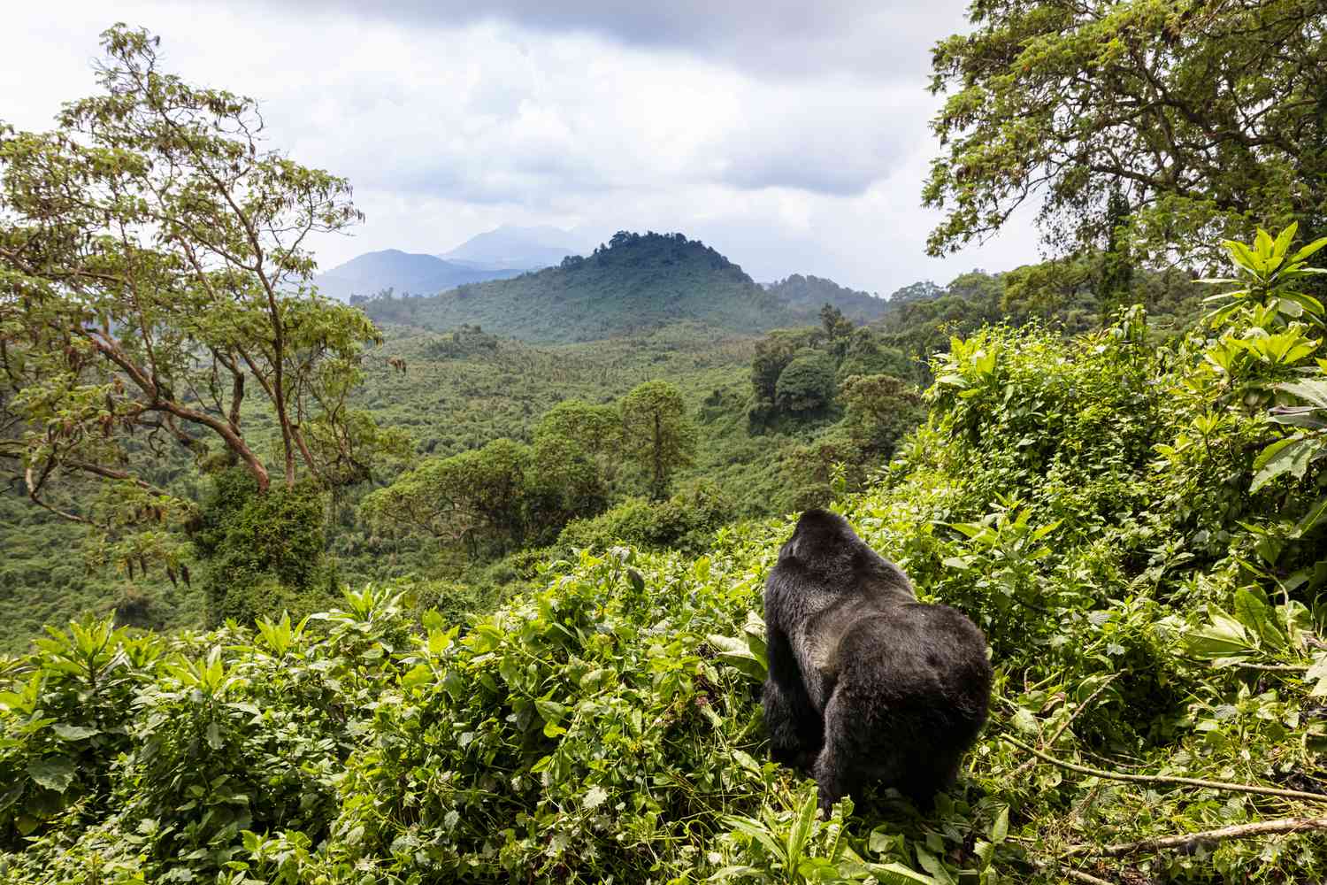 Rwanda National Parks